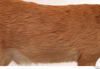 European roe deer back fur 0001.jpg